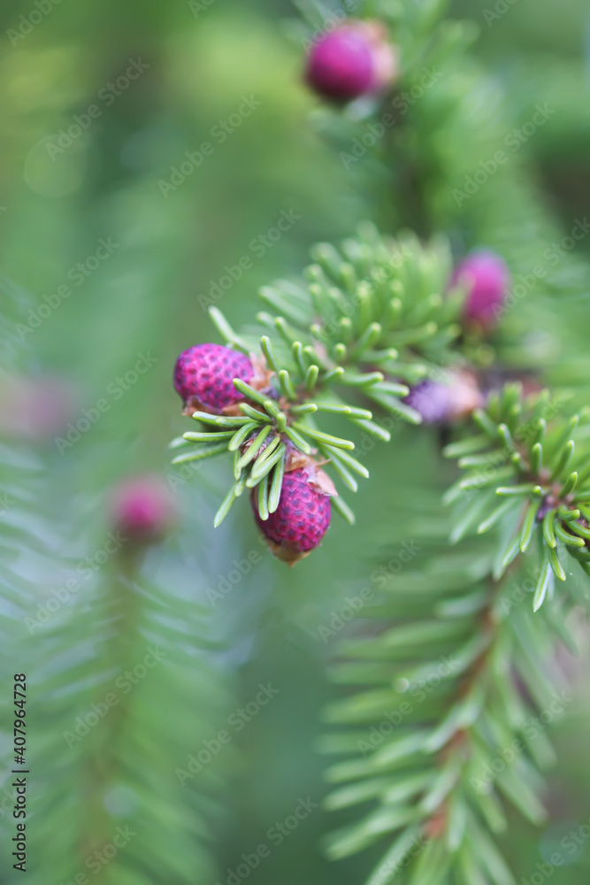 Fir tree branches with a young soft cones in April. Seasonal nature details. Fir tree branches with a young soft cones in April. Seasonal nature details.