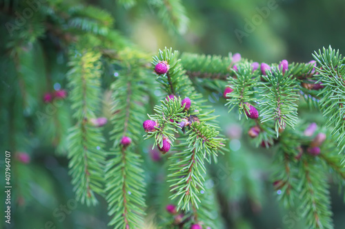 Fir tree branches with a young soft cones in April. Seasonal nature details.