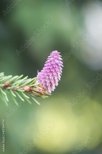 Fir tree branches with a young soft cones in April. Seasonal nature details.