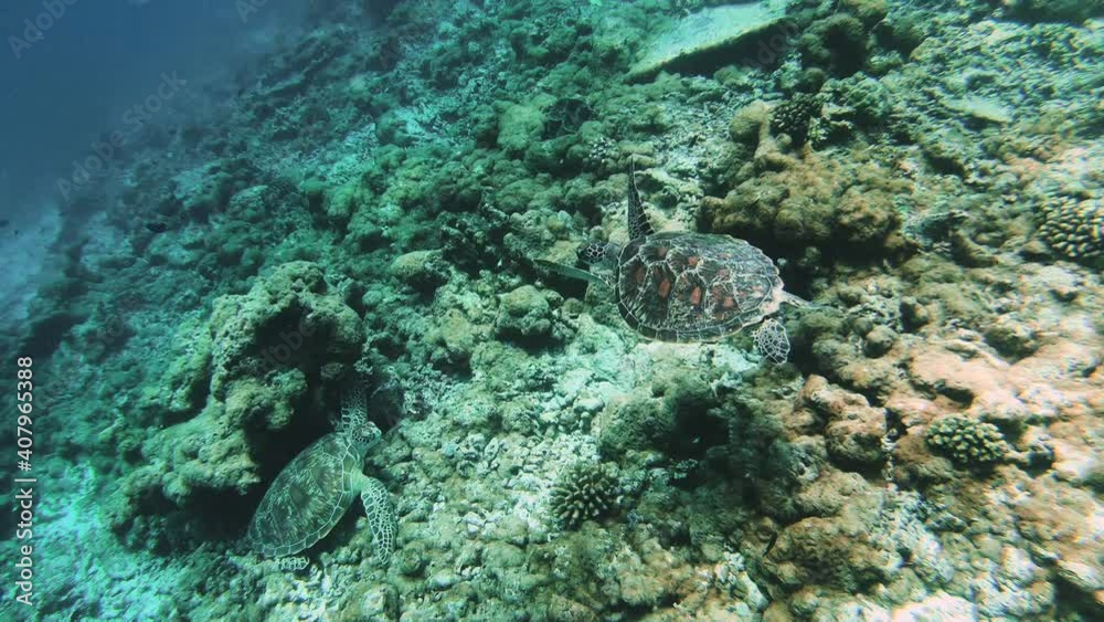 Large Maldivian turtles in the amazing underwater world of the sea swim close-up in front of the camera.