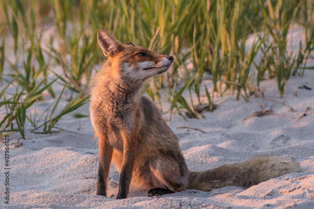 Obraz premium rotfuchs