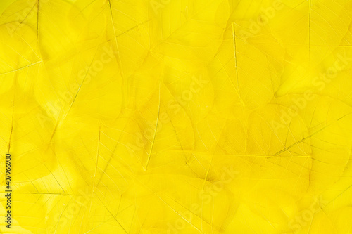Beautiful abstract background with yellow skeleton leaves.