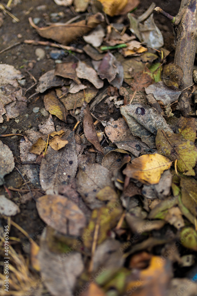 Debris on the ground, pollution, ecology Debris on the ground, pollution, ecology