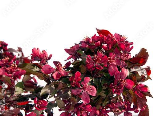 Blooming of a decorative red-leaved apple photo