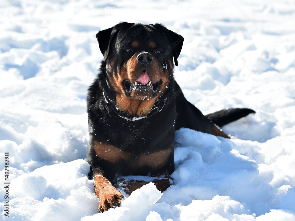 a serious rottweiler dog in the snow a serious rottweiler dog in the snow