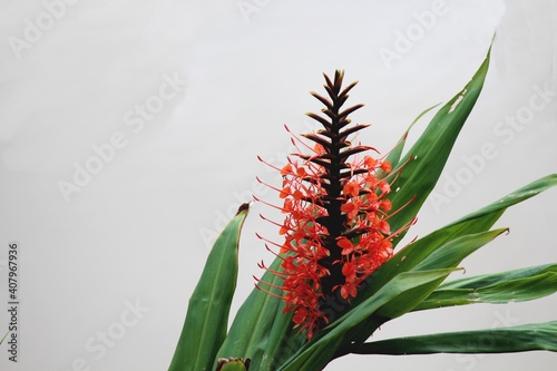 botânica plantae familia Zingiberaceae planta flor  gengibre vermelho - hedychium coccineum photo