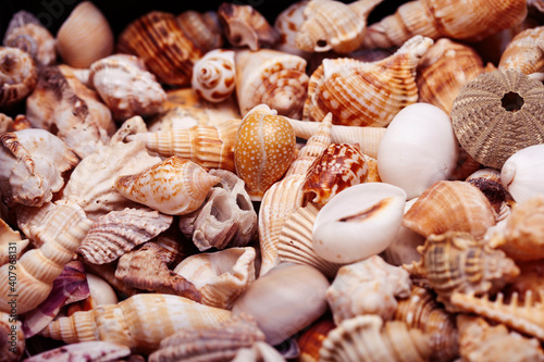 a lot of different empty sea shells on background  macro details