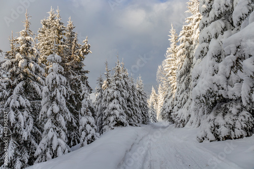 Woodland road with heavily snowed trees, Pangarati Peak, Harghita, Transylvania, Romania, Europe