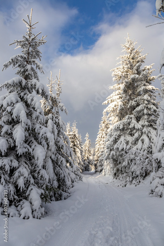 Woodland road with heavily snowed trees, Pangarati Peak, Harghita, Transylvania, Romania, Europe