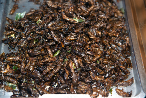 Crickets, Heaps of Crickets Deep Fried with Salt on Trays, Jumping Crickets for Street Food in Thailand..
