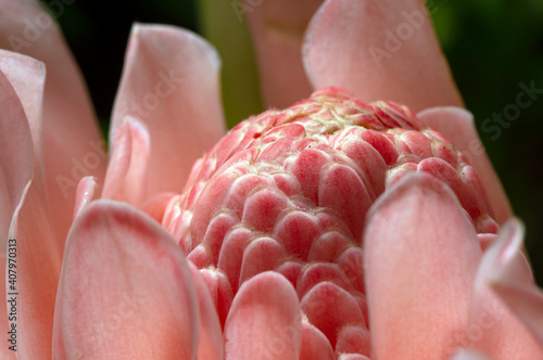 Kecombrang (Etlingera elatior) in shallow focus, also known as torch ginger, ginger flower, red ginger lily, not only beautiful, this flowers are also edible and contain lots of vitamins photo