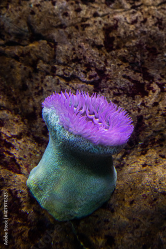 Colourful sea anemones (Actiniaria) underwater