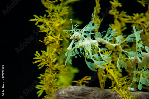 Yellow leafy seadragon (Phycodurus eques)