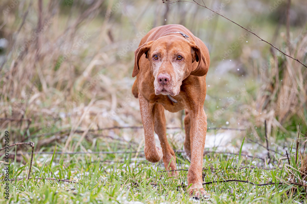 Hungarian shorthaired Vizsla pointing dog in the forest Hungarian shorthaired Vizsla pointing dog in the forest