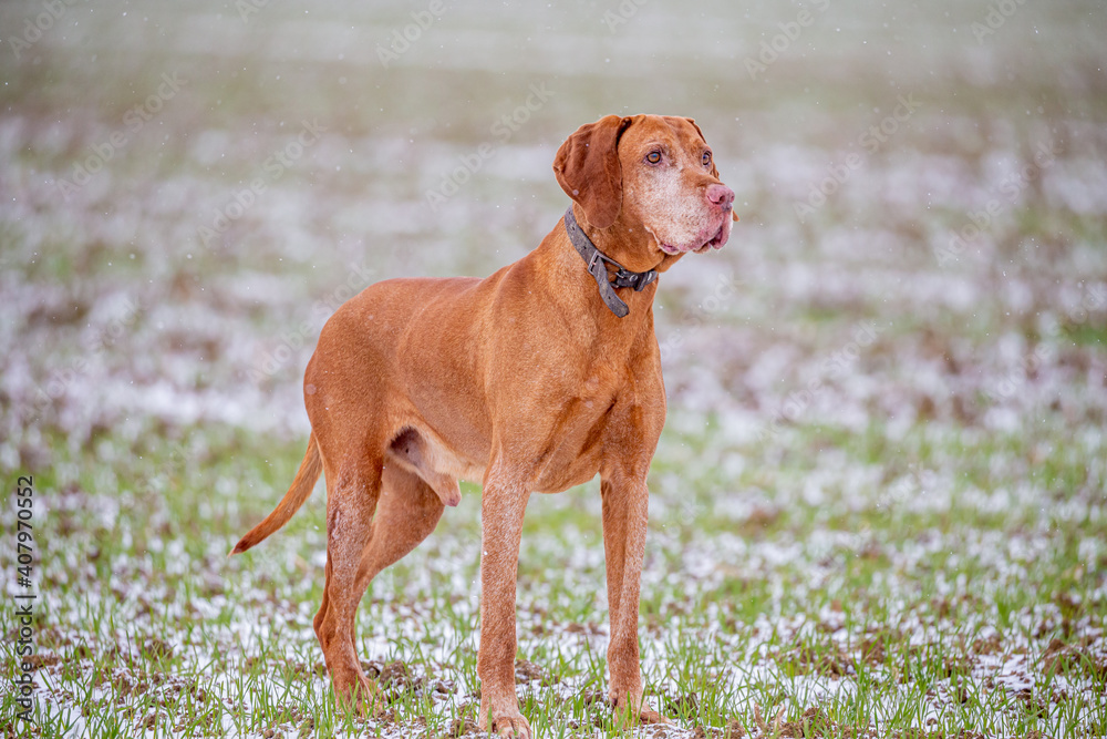 Hungarian shorthaired Vizsla pointing dog in the snowfall