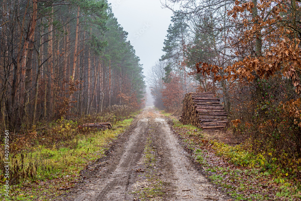 Dirt road in the foggy forest in late autumn
