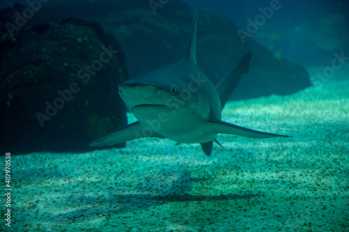 Shark in aquarium water tank