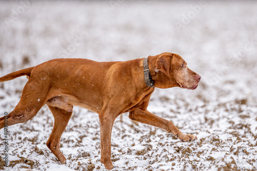Hungarian shorthaired Vizsla pointing dog in the snowfall