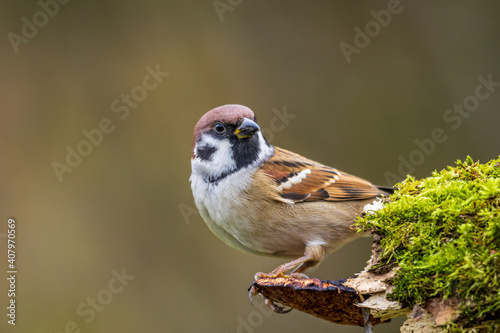 Cute Eurasian tree sparrow sitting on a mushroom on a mossy log photo