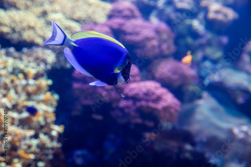 фотографія Dory, the Paracanthurus hepatus Indo-Pacific surgeonfish