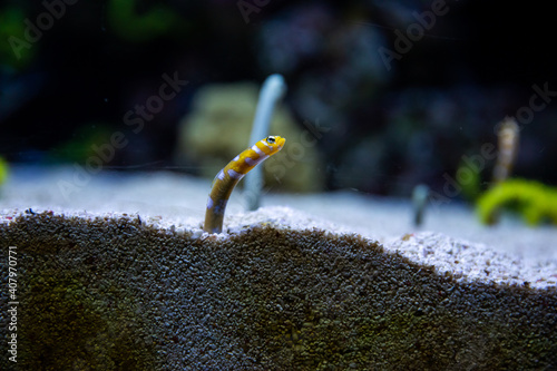 The gardens eels subfamily Heterochongrinae in aquarium