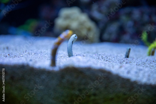 The gardens eels subfamily Heterochongrinae in aquarium