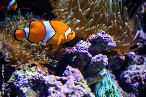Nemo, the orange Ocellaris clownfish
