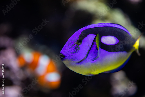 фотографія Dory, the Paracanthurus hepatus Indo-Pacific surgeonfish