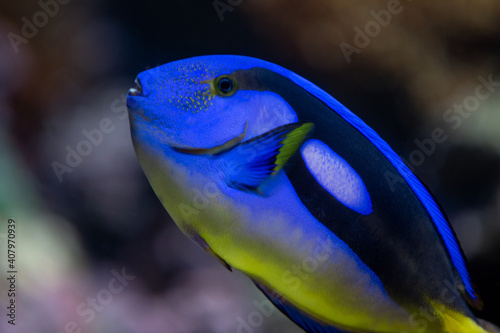 Принти на полотні Dory, the Paracanthurus hepatus Indo-Pacific surgeonfish