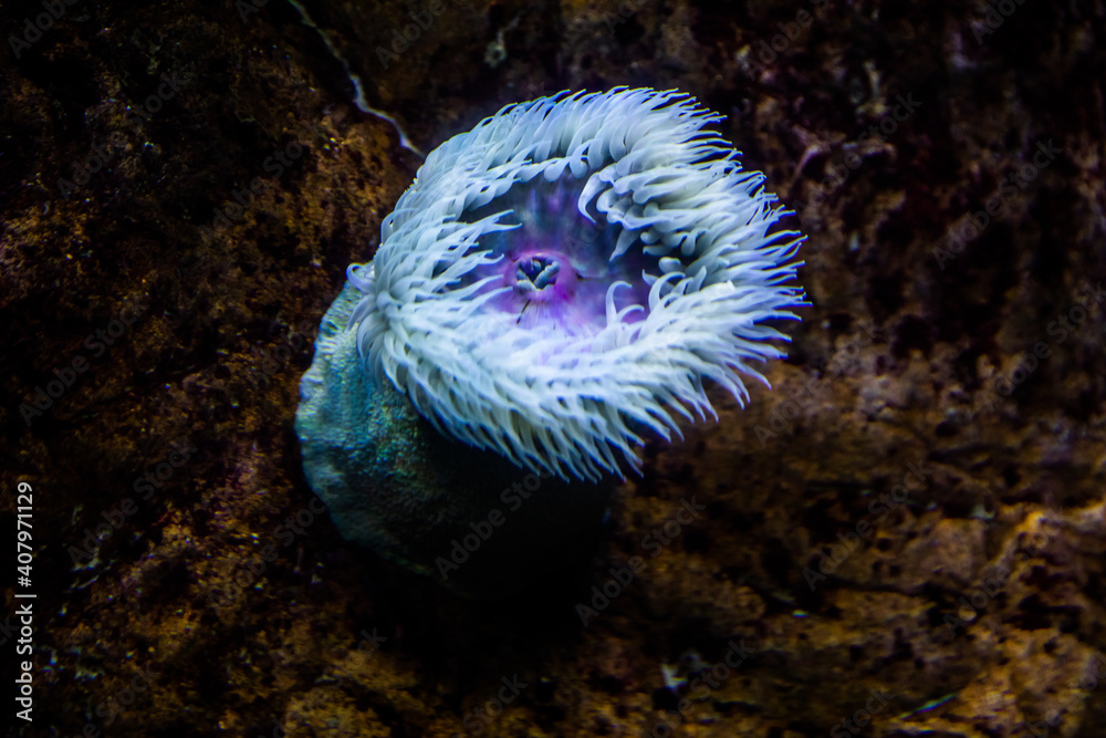 Colourful sea anemones (Actiniaria) underwater