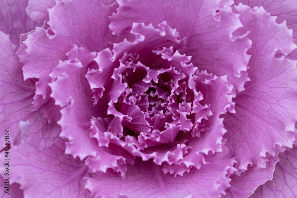 Obraz premium pink cabbage close up