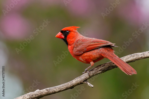 Northern Cardinal © Buddy Woods