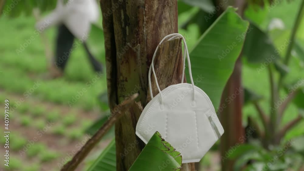 Close-up of a covib-19 mask hanging on a plant while an adult man works in an orchard of crops such as peppers, alfalfa, bananas, vegetables, coffee and much more.