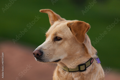 Dog Profile at Sunrise