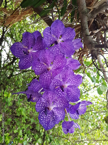 Blue Vanda orchid