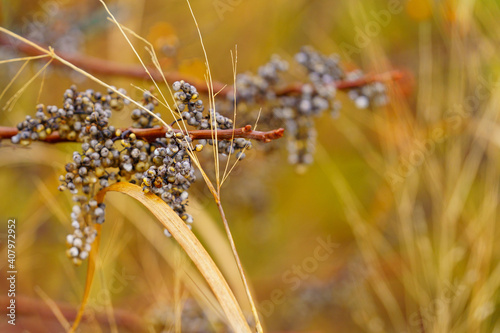 Fall berries in nature