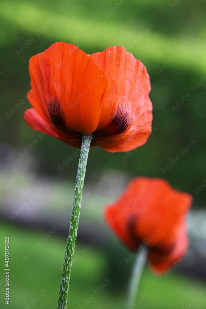 Beautiful red ornamental poppy in the garden, close-up. Beautiful red ornamental poppy in the garden, close-up.