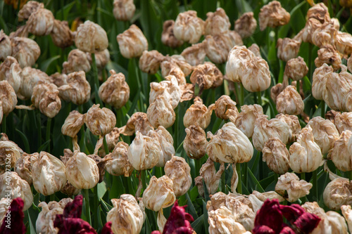 View of withered white tulips in the field photo