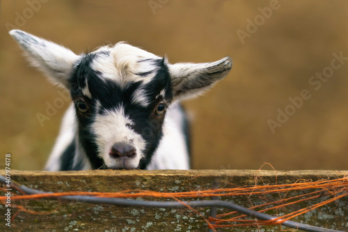Baby goat on farm