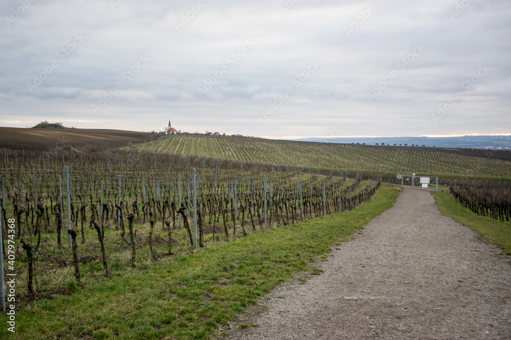Obraz premium Evening view of the path in the middle of the vineyard just over sunset (Kobyli, Czech Republic)