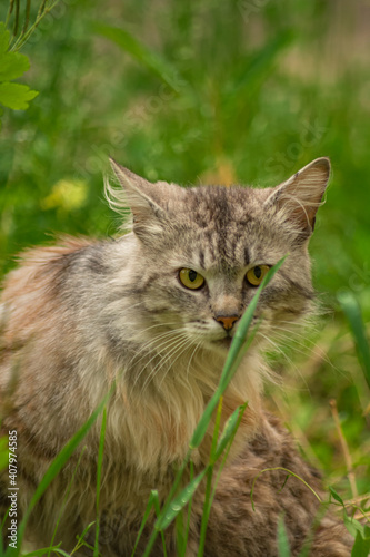 cat in the grass © Alex TsU