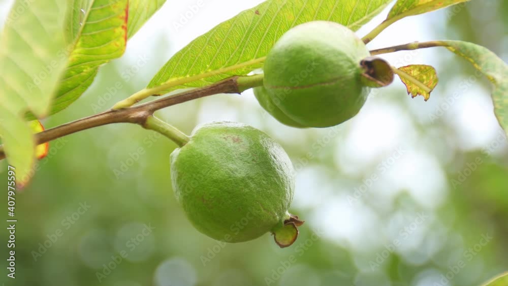 Delicious and exotic guavas, green with pink, hanging on a thin branch. Tropical juicy fruit blur.