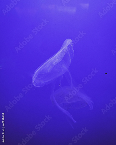 jelly fish in the aquarium © Mark