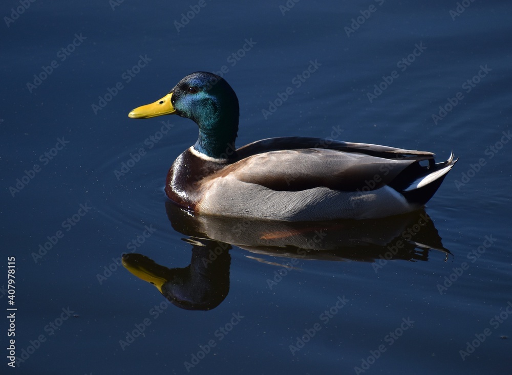A male mallard duck (Anas platyrhynchos) glides across the water at Pinto Lake in California. A male mallard duck (Anas platyrhynchos) glides across the water at Pinto Lake in California.