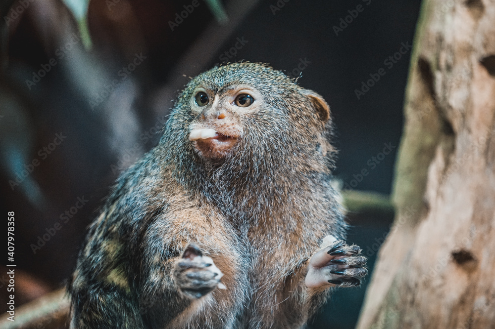 Pygmy marmoset monkey eating something Pygmy marmoset monkey eating something