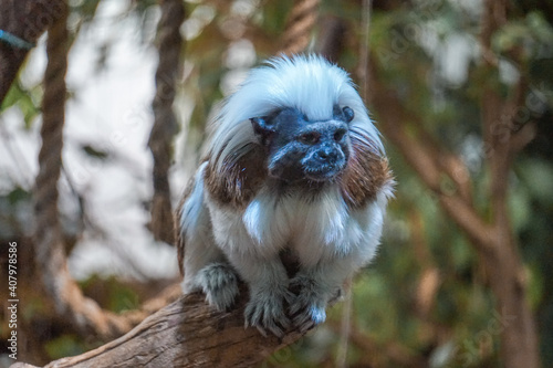 Black and white Cotton-top tamarin monkey sitting on a tree