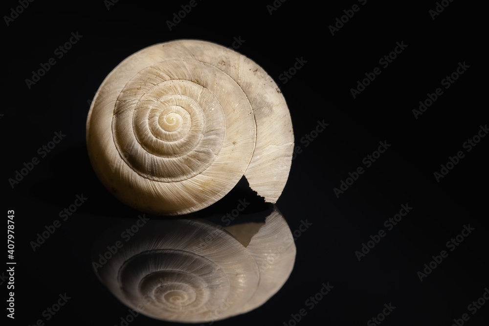 Empty shell on dark background closeup photo Empty shell on dark background closeup photo