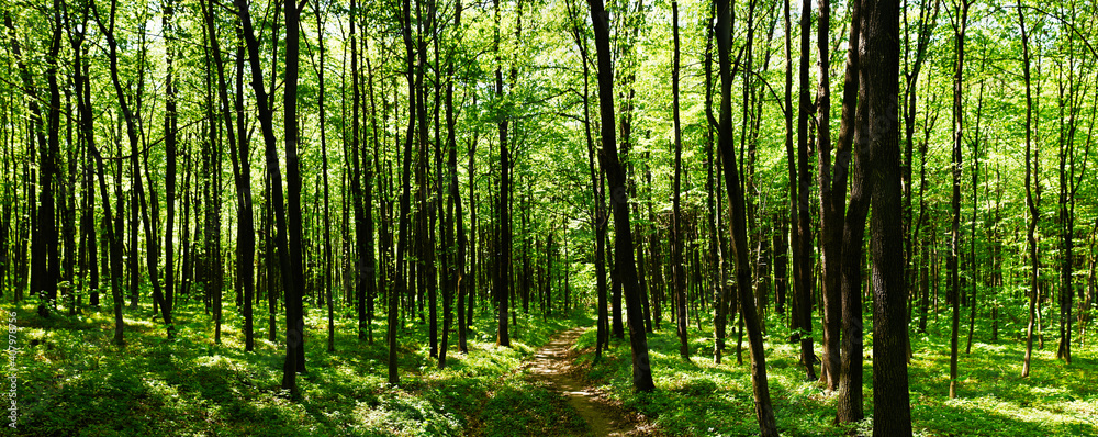 Fototapeta Panoramic view of the beech forest in the spring in the mountains.