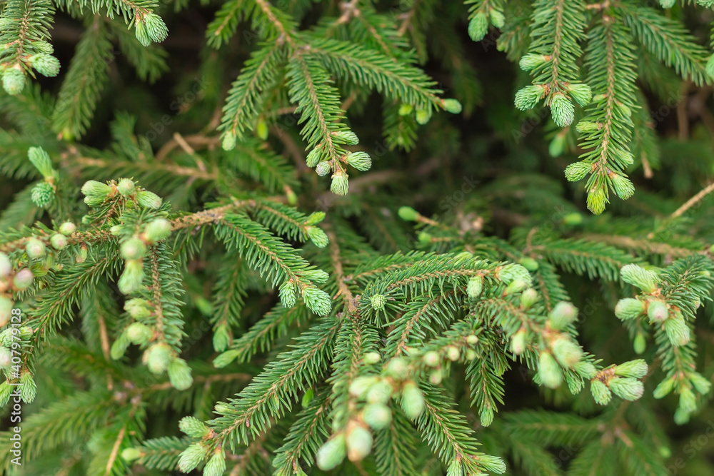 Blooming spruce shoots on coniferous branches at spring, closeup new fresh tender needles, natural background Blooming spruce shoots on coniferous branches at spring, closeup new fresh tender needles, natural background