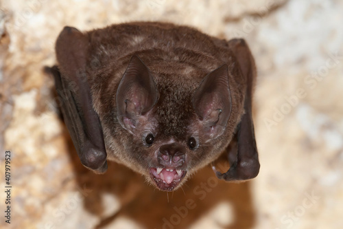 Seba's short-tailed bat (Carollia perspicillata) showing teeth photo
